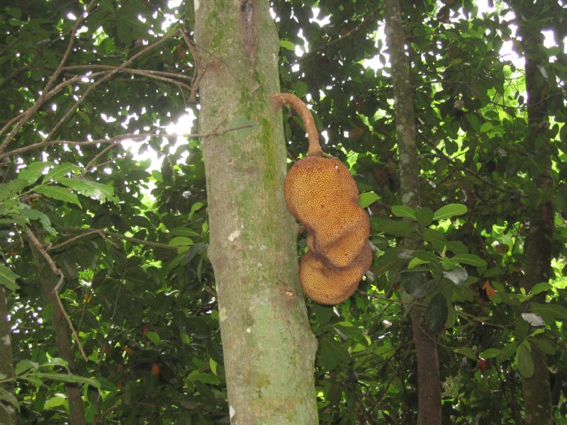 Papagaio (24) Jaca fruit